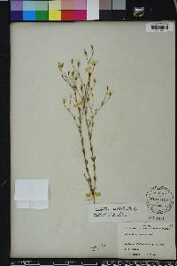 Sabatia brevifolia image