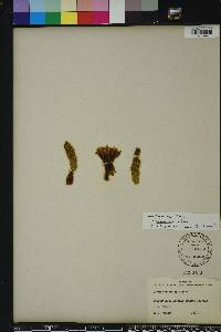 Echinopsis chamaecereus image