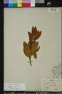 Persea humilis image