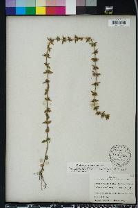 Sophronanthe pilosa image