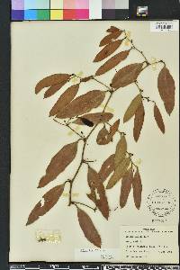 Smilax laurifolia image