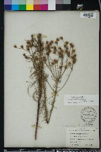 Vernonia angustifolia image