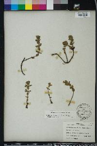 Bacopa caroliniana image