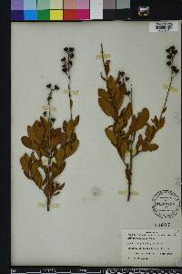 Bejaria racemosa image
