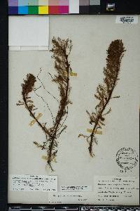 Myriophyllum aquaticum image