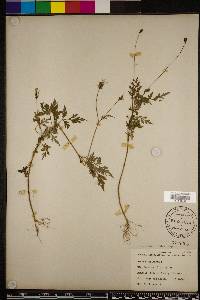 Bidens bipinnata image