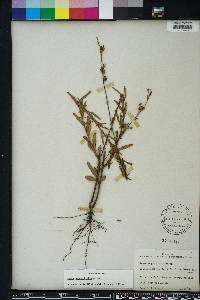 Oenothera simulans image