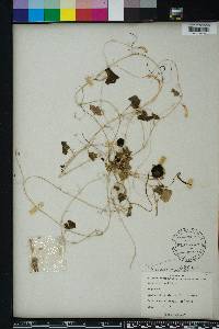 Melothria pendula image