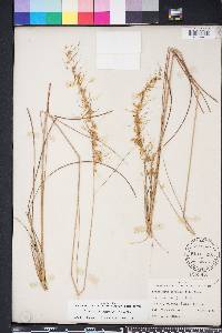 Sorghastrum secundum image