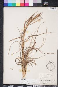 Andropogon longiberbis image