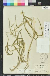 Urochloa platyphylla image