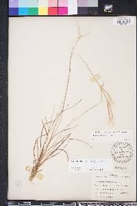 Andropogon gyrans image