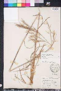 Andropogon glomeratus image