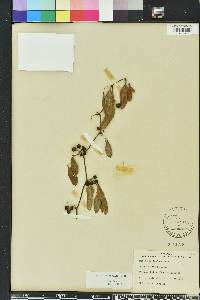 Smilax auriculata image