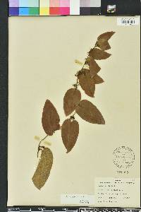 Smilax pumila image