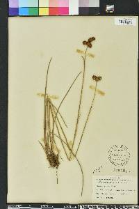 Juncus megacephalus image