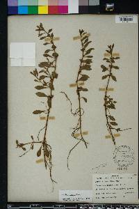 Ludwigia repens image