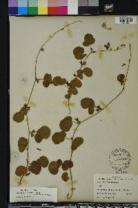Rhynchosia cinerea image