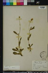 Polygala lutea image