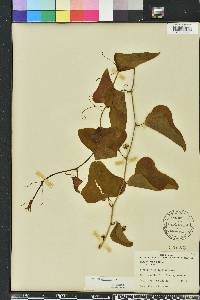 Smilax bona-nox image