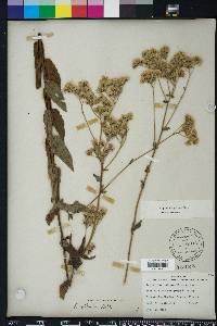 Eupatorium pilosum image