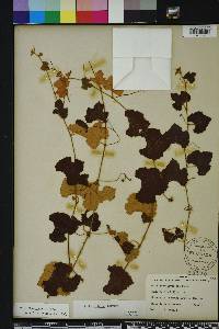 Vitis shuttleworthii image