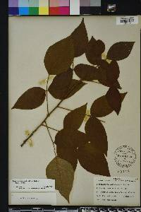 Toxicodendron radicans subsp. radicans image