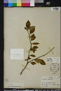 Ilex ambigua image