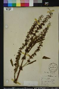 Rumex verticillatus image