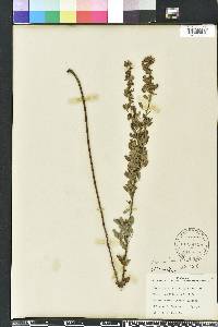 Lespedeza stuevei image