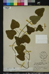 Nephroia carolina image