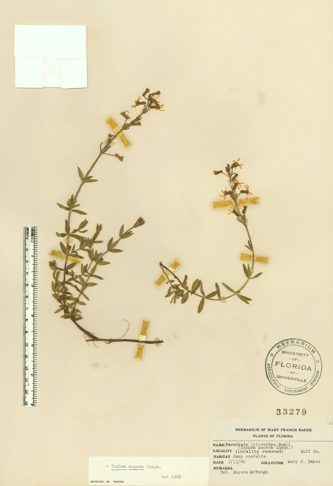 Cuphea aspera image