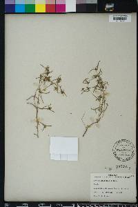 Pectis linearifolia image