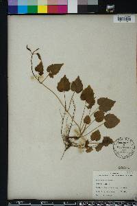 Valeriana scandens image