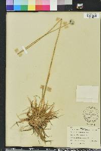 Eriocaulon compressum image