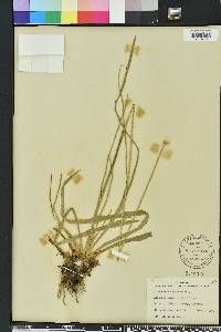 Eriocaulon decangulare image