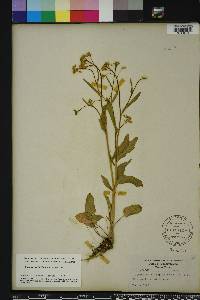 Cardamine bulbosa image