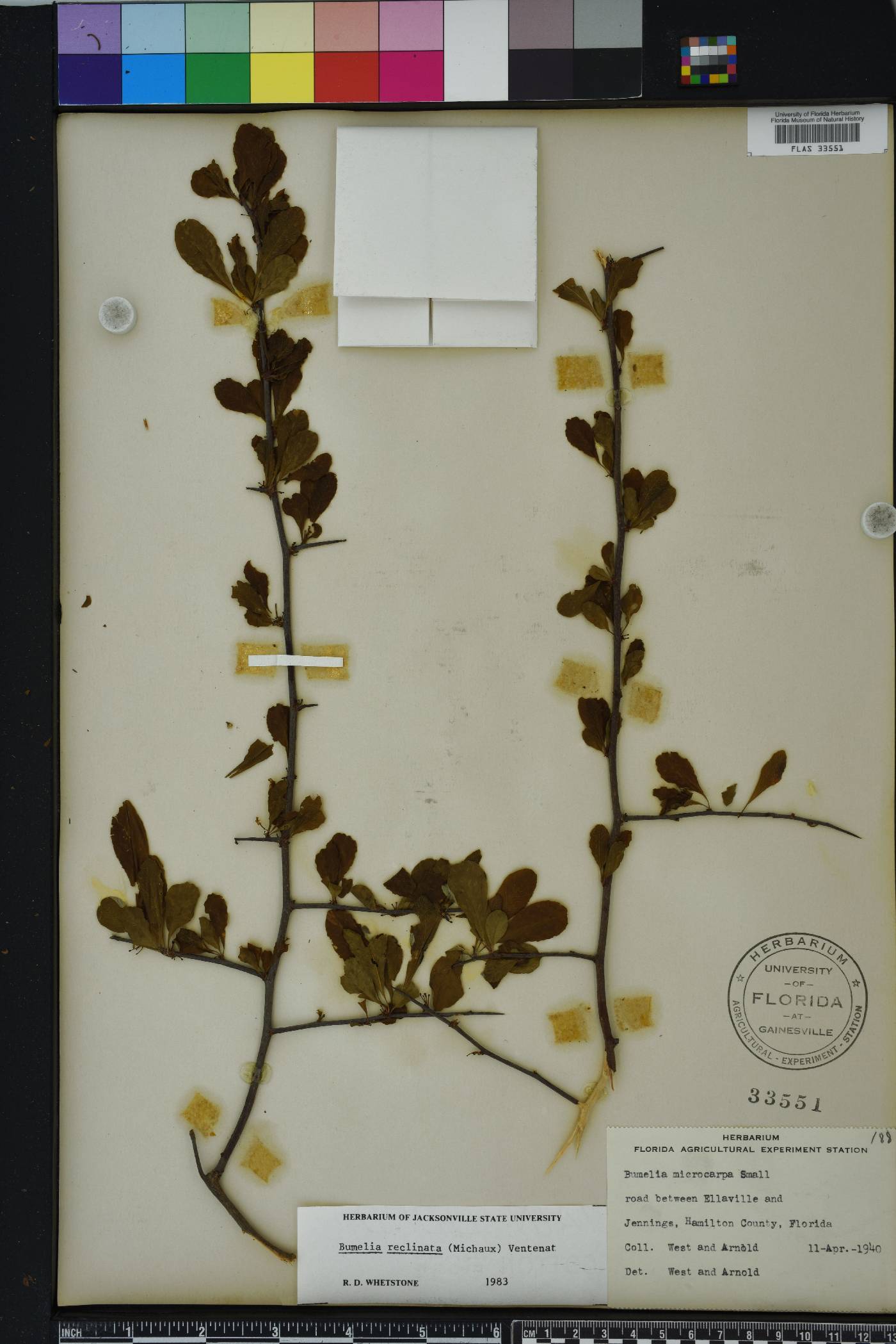 Sideroxylon reclinatum subsp. reclinatum image