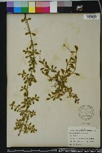 Phyla nodiflora image