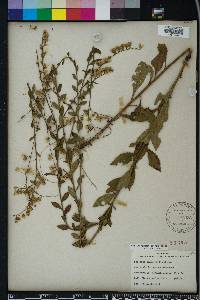 Solidago brachyphylla image