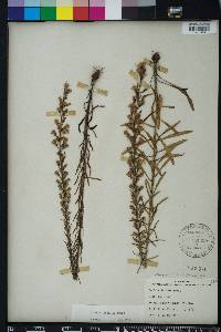 Liatris gracilis image