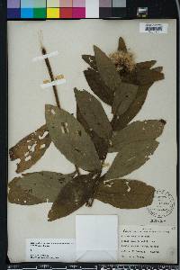 Pluchea longifolia image
