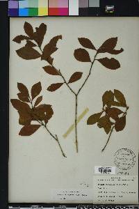 Lyonia ferruginea image