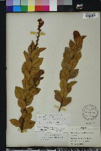 Lyonia fruticosa image