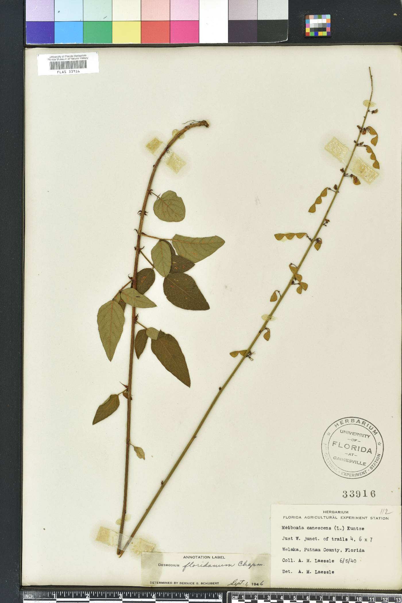 Desmodium floridanum image