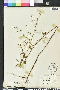 Desmodium strictum image