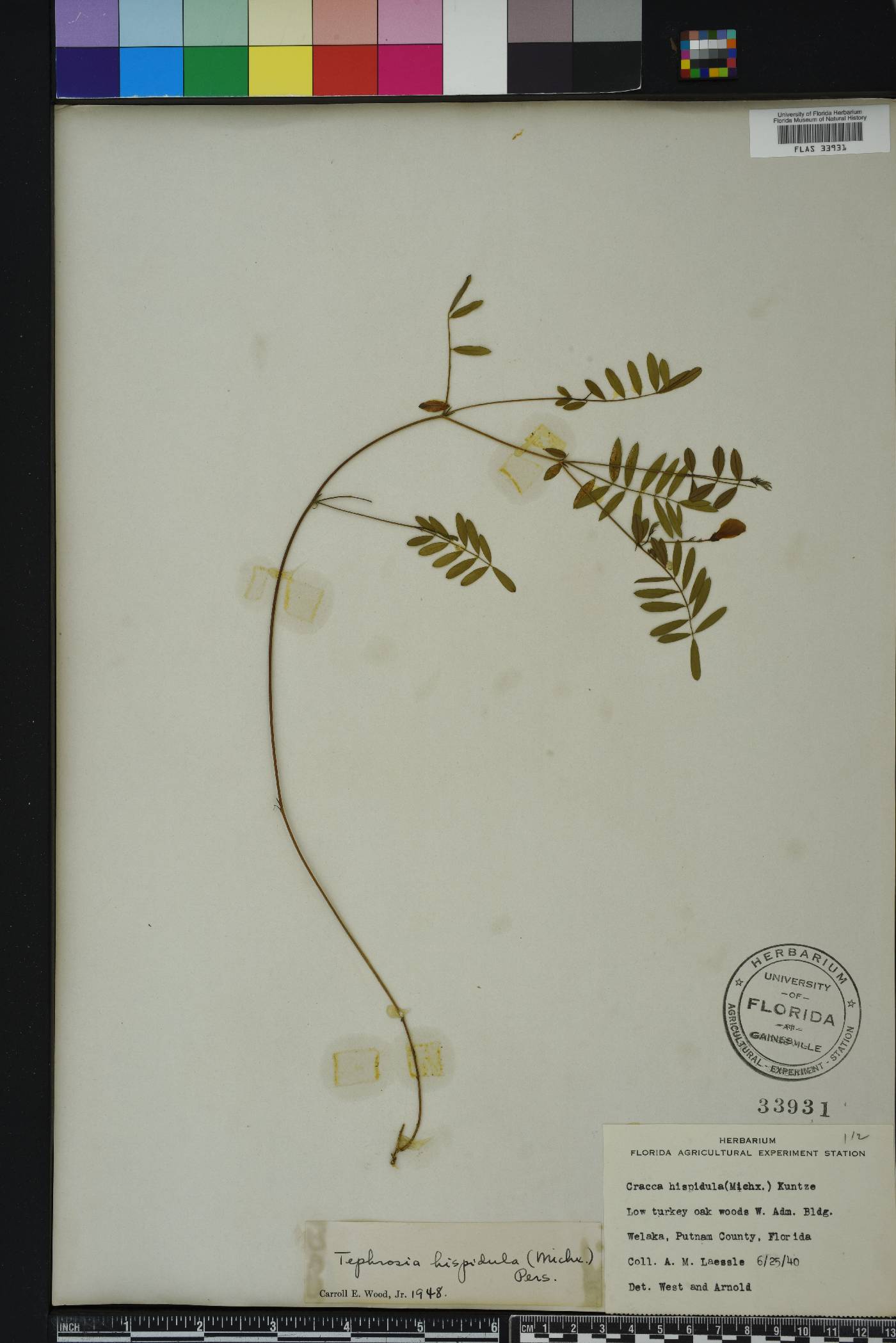 Tephrosia hispidula image