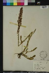 Rumex hastatulus image