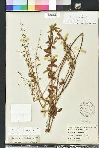 Desmodium ciliare image