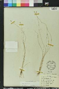 Eleocharis albida image